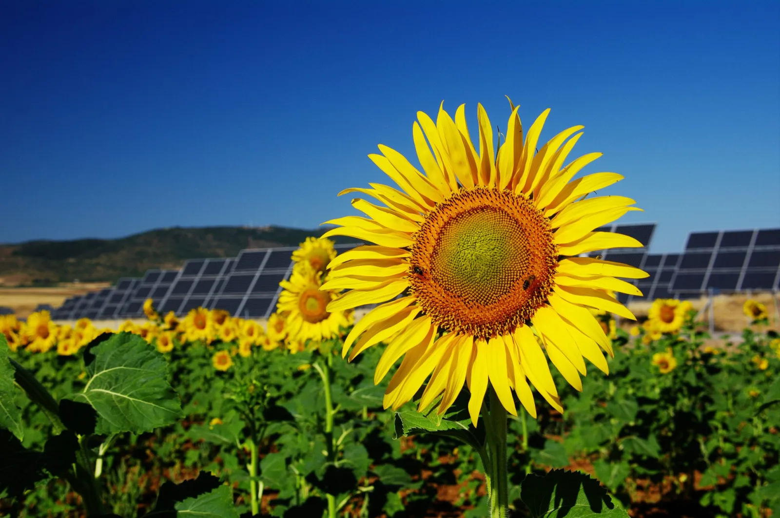 10 States Embrace Plug-In Solar: Your Guide to Savings