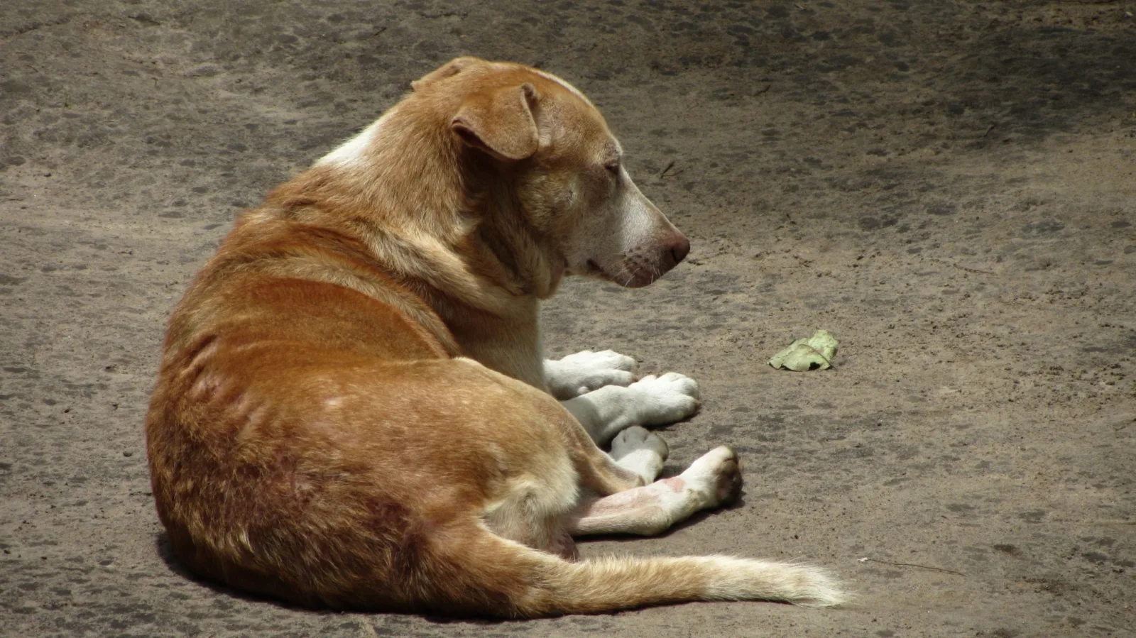 Texas Startup Transforms Military Dogs with Advanced Genetics and Tech